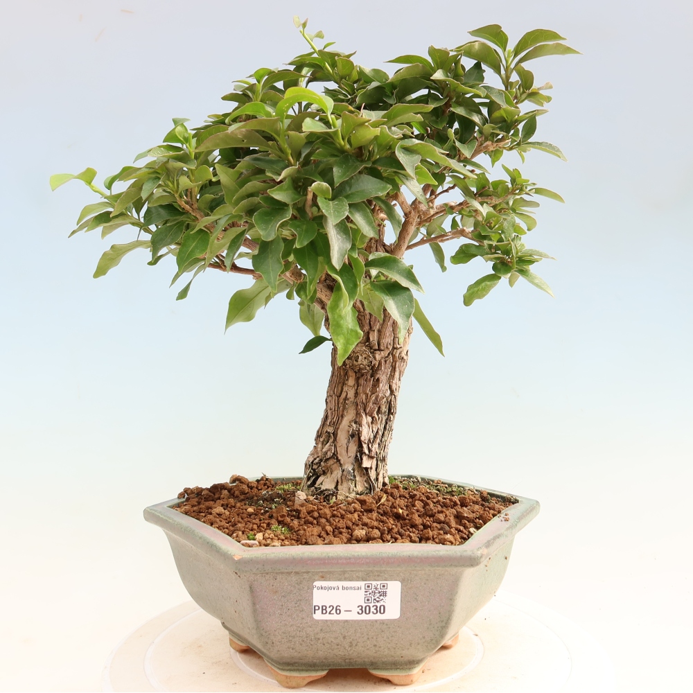 Room bonsai - Bouganwilea