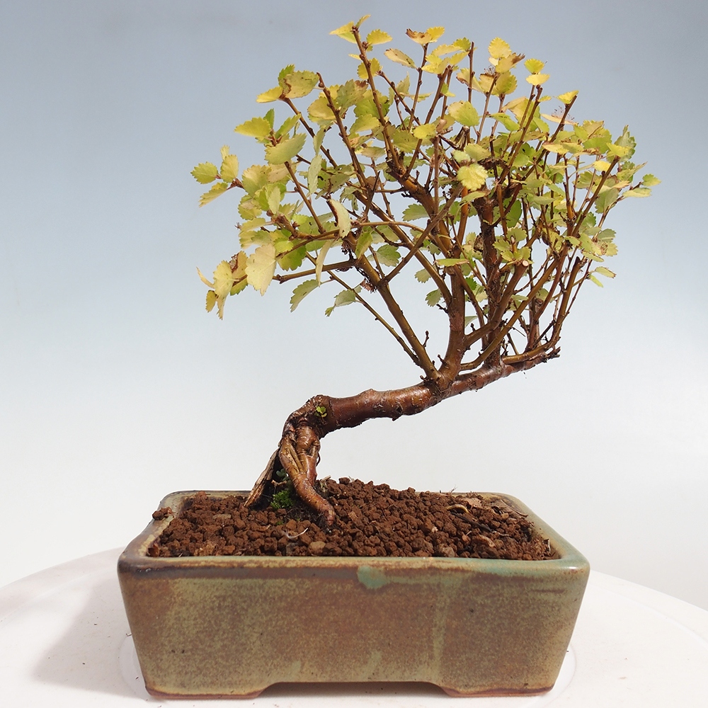 Outdoor bonsai - dwarf birch - Betula NANA Treasure