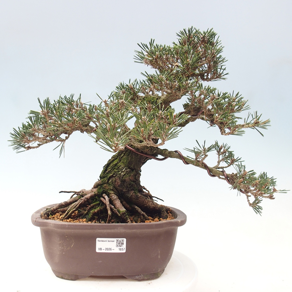 Outdoor bonsai - Pinus thunbergii Kotobuki - Thunberg pine