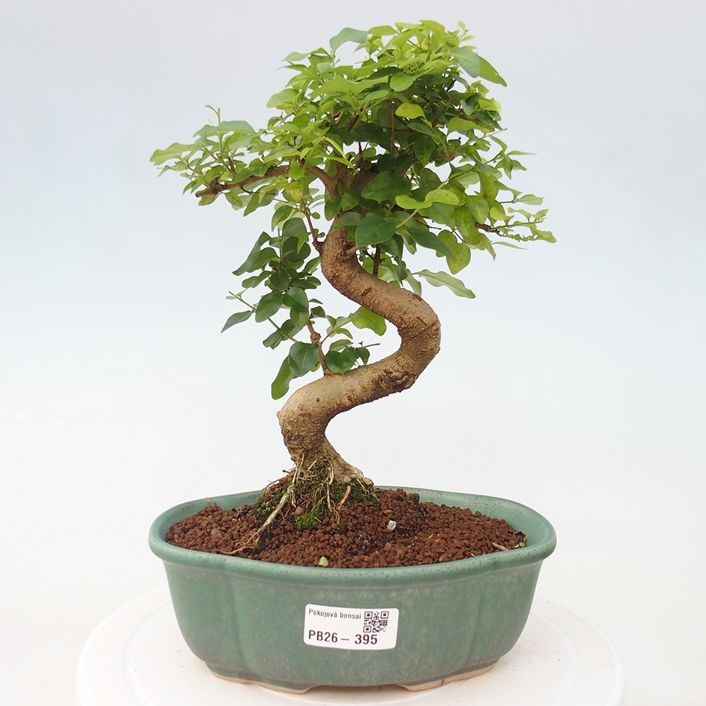 Room bonsai -Ligustrum chinensis - Birds Beak