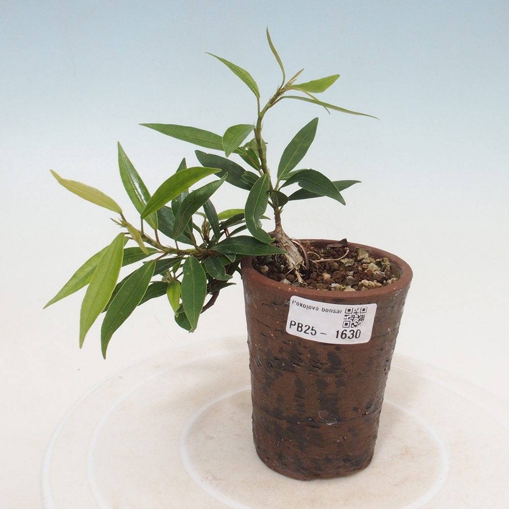 Indoor bonsai - Ficus nerifolia - small-leaved ficus