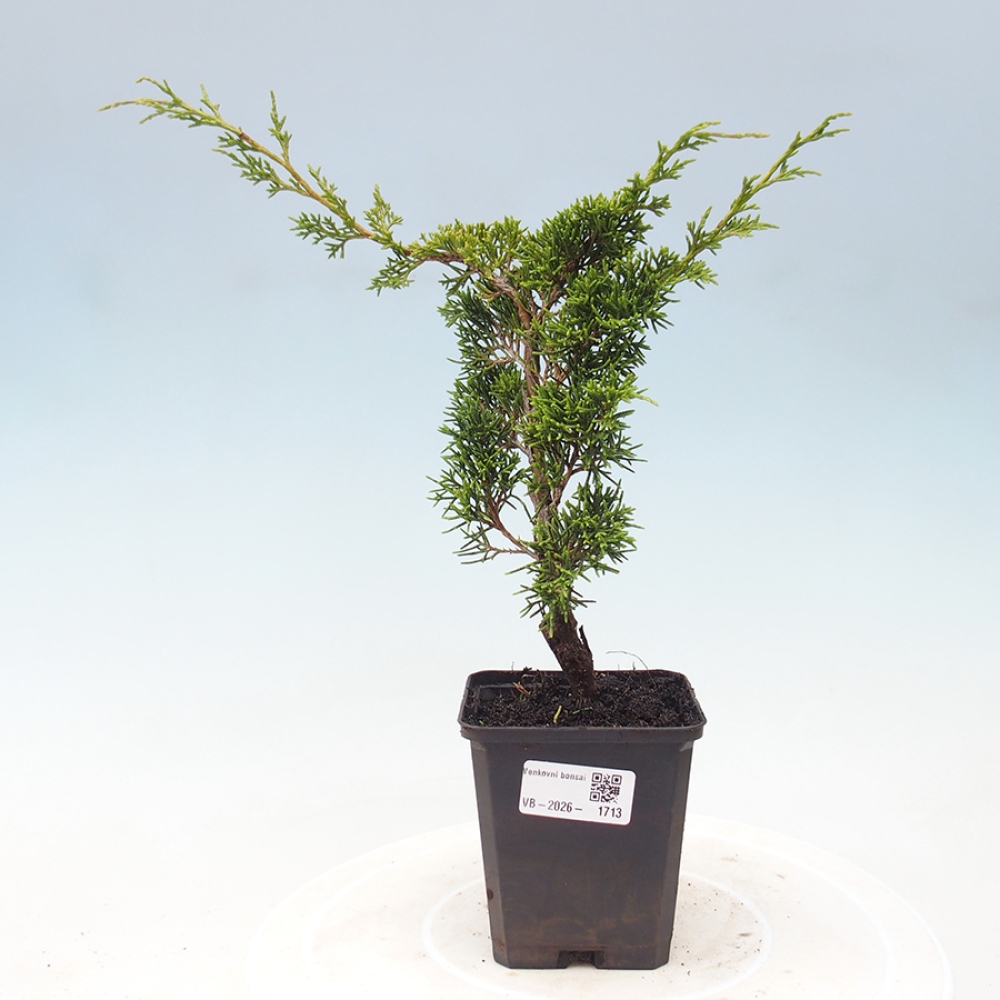 Outdoor bonsai - Juniperus chinensis Itoigawa