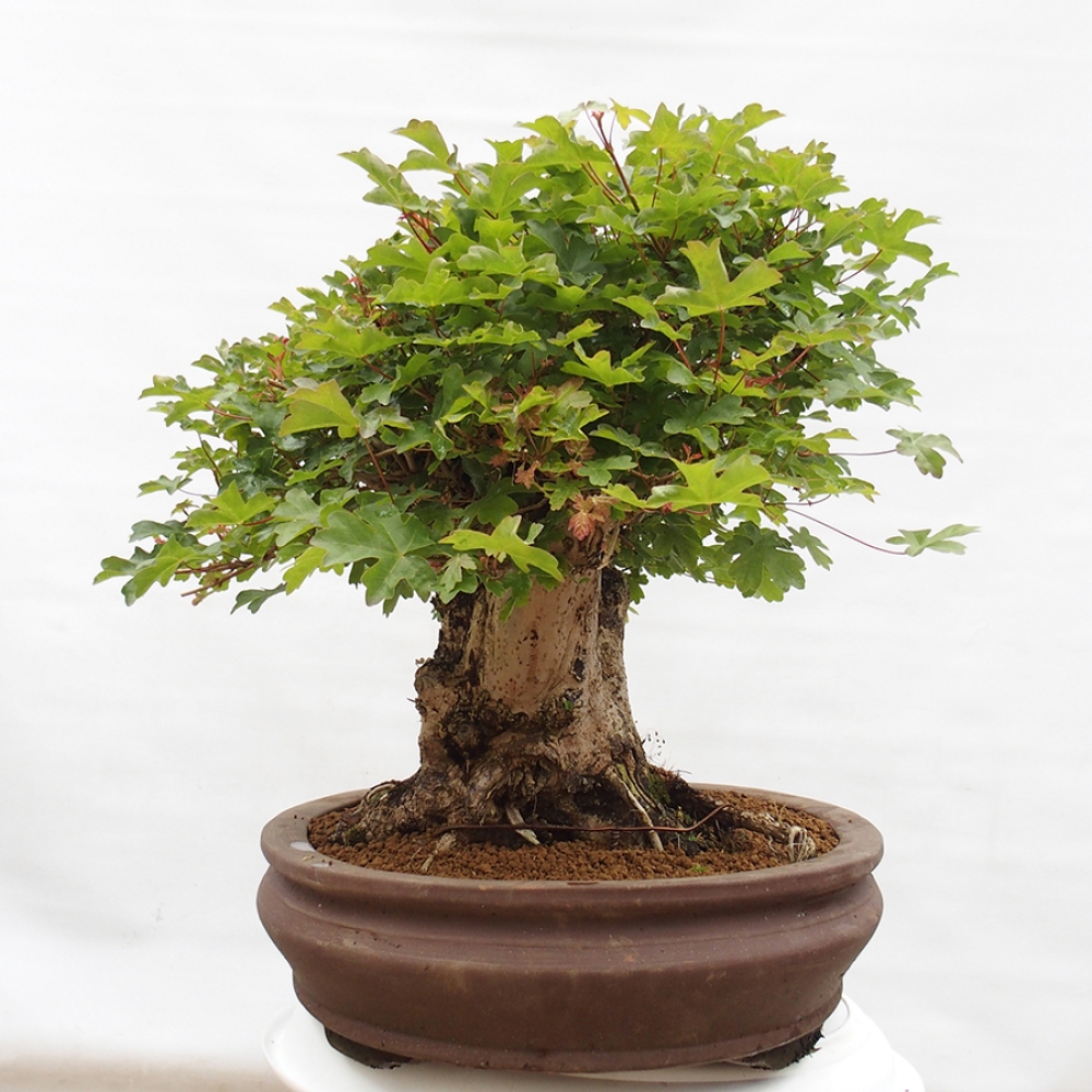 Outdoor bonsai - Acer Campestre - Baby maple