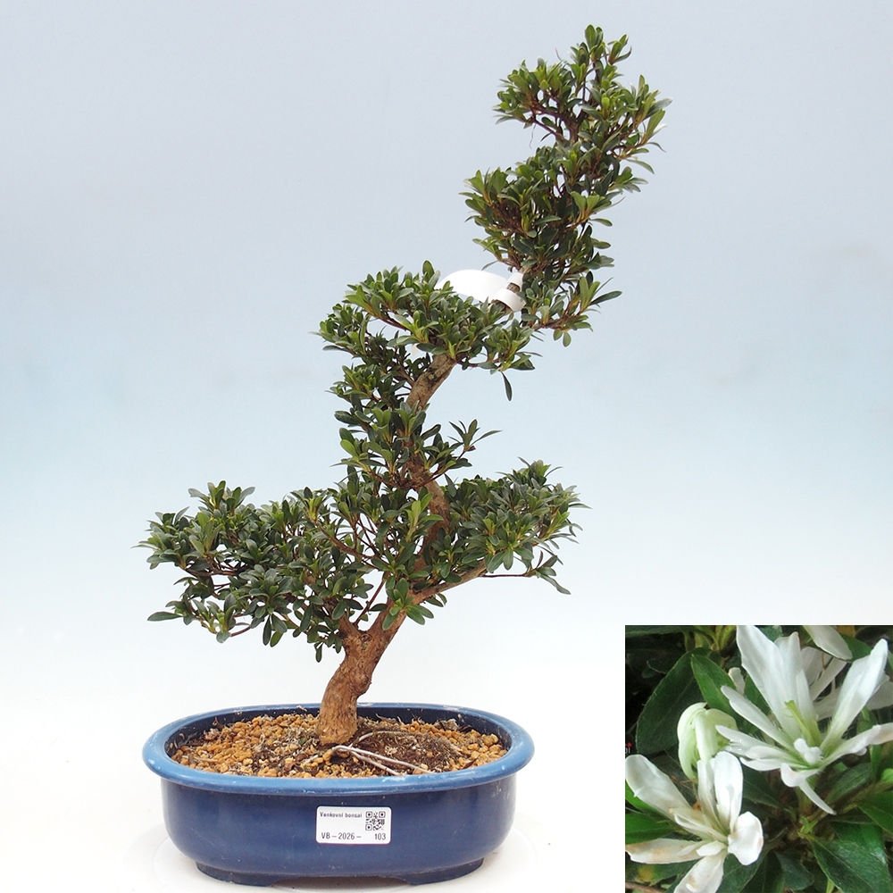 Outdoor bonsai - Japanese azalea - Azalea Tateyama-no-Yuki