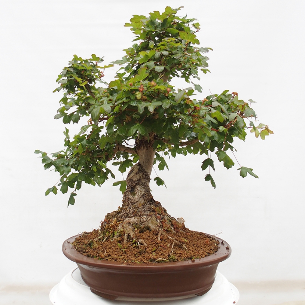Outdoor bonsai - French Maple - Acer Nonspessulanum