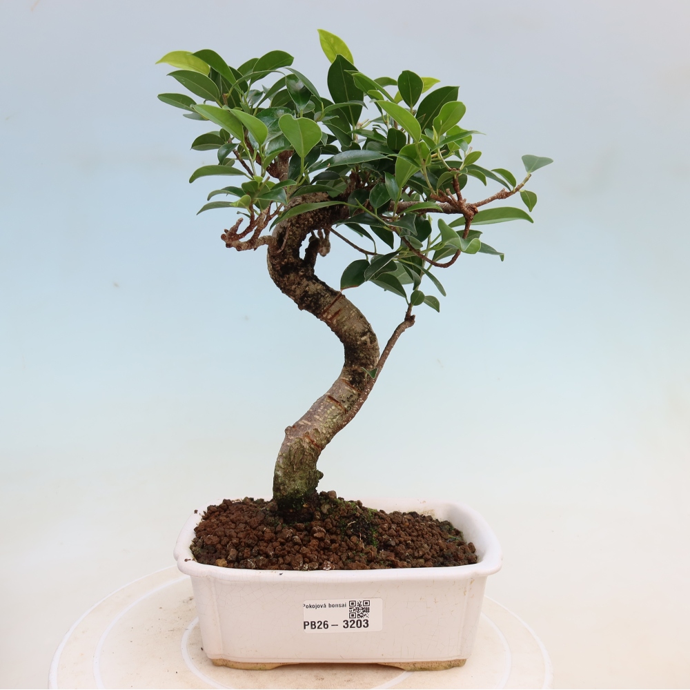 Room bonsai - Ficus kimmen - small-leaved ficus