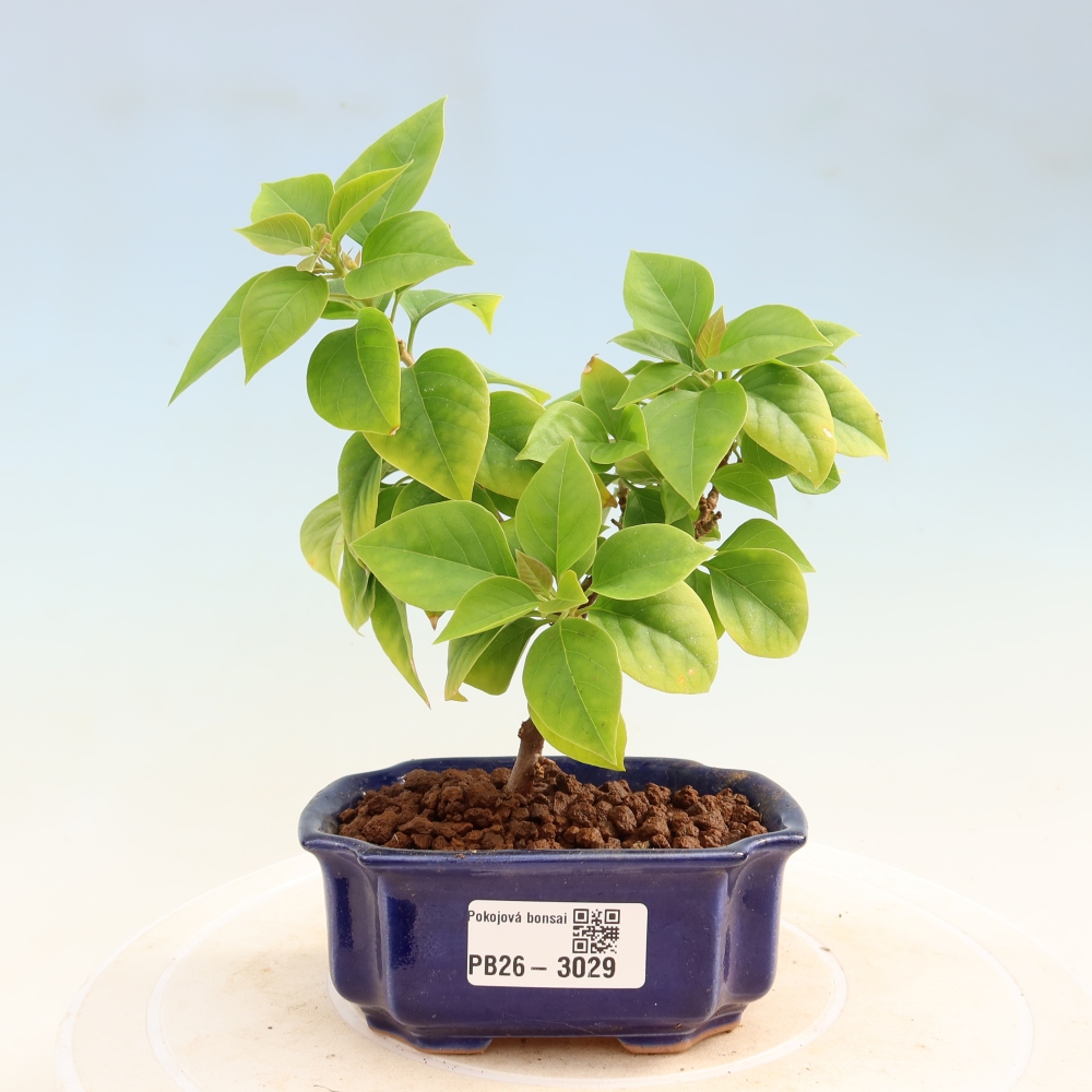 Room bonsai - Bouganwilea