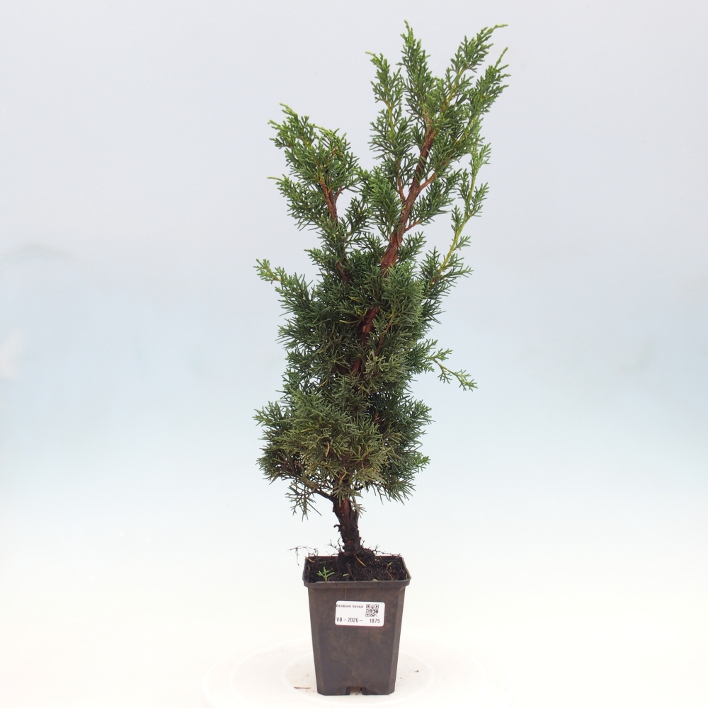 Outdoor bonsai - Juniperus chinensis Kishu