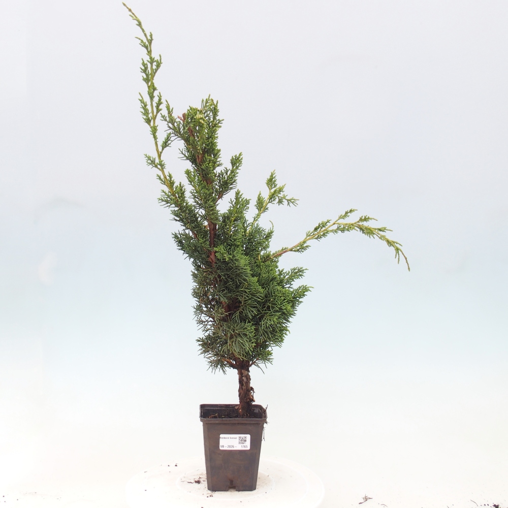 Outdoor bonsai - Juniperus chinensis Kishu