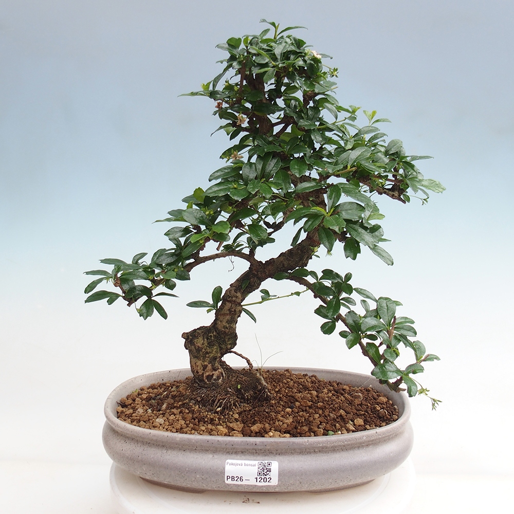 Room bonsai - Carmona macrophylla - Tea fuki