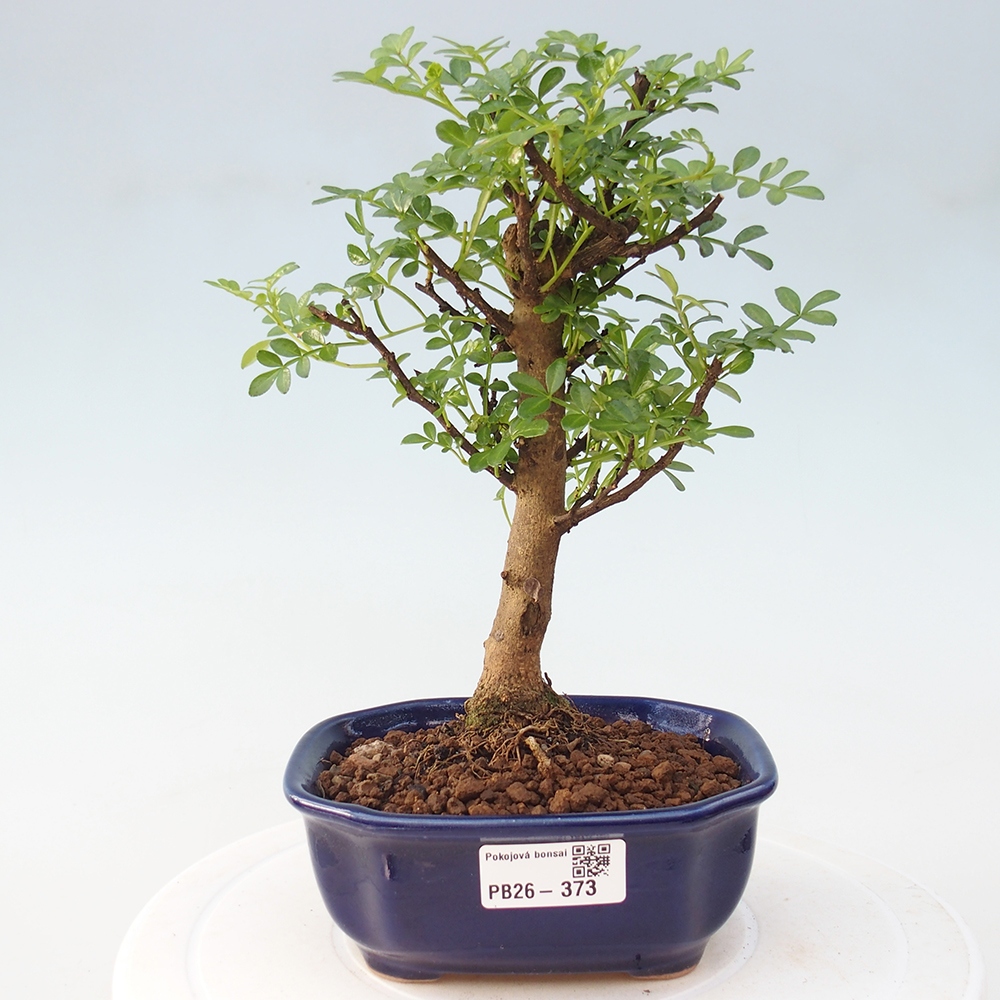 Room bonsai - Zantoxylum piperitum - pepper tree