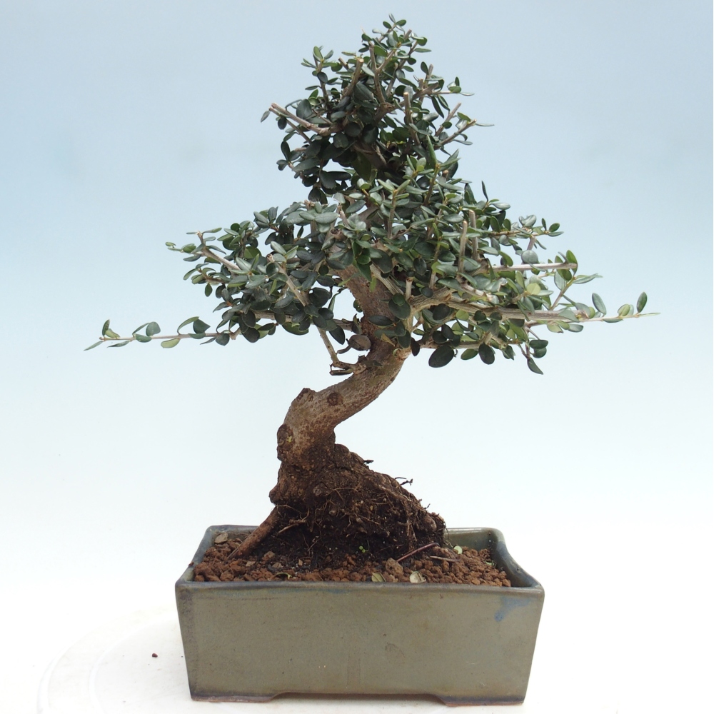 Indoor bonsai - Olea europaea sylvestris