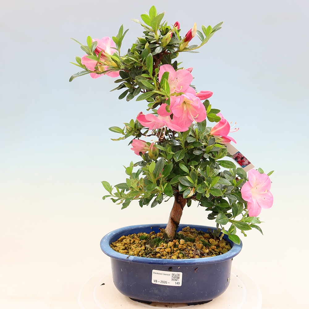 Outdoor bonsai - Japanese Azalea - Azalea Santoka