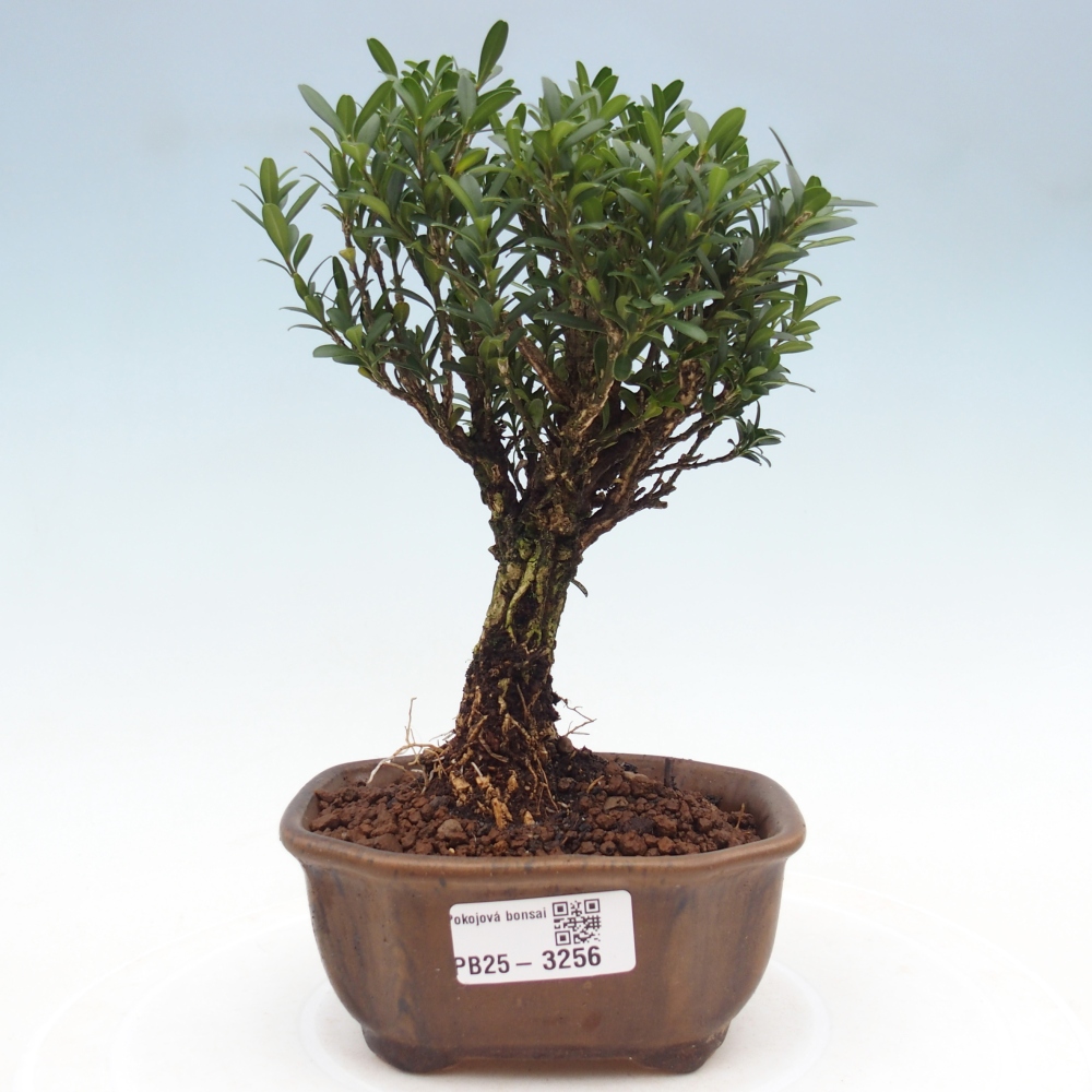Room bonsai - Buxus harlandii - cork buxus