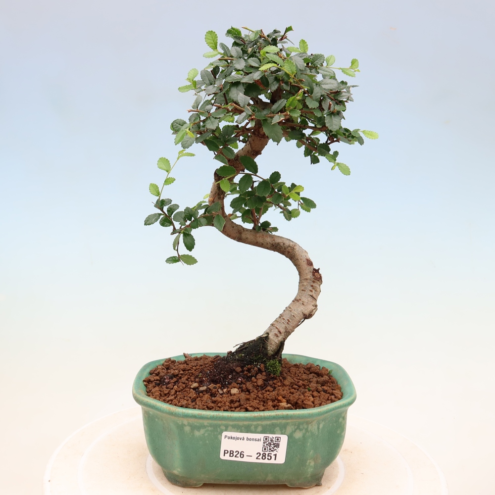 Room bonsai - Ulmus parvifolia - Small-leaved elm