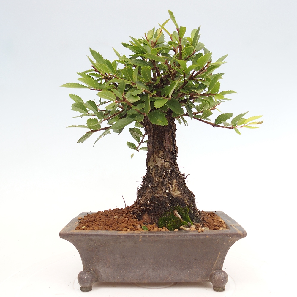 Outdoor bonsai - Zelkova - Zelkova NIRE