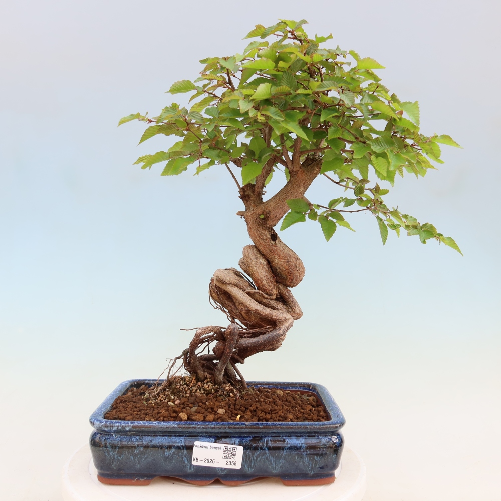 Outdoor bonsai -Carpinus coreana - Korean Hornbeam