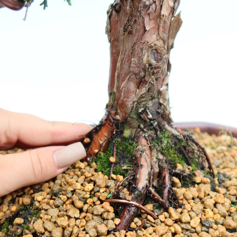 Outdoor bonsai - Juniperus chinensis Kishu