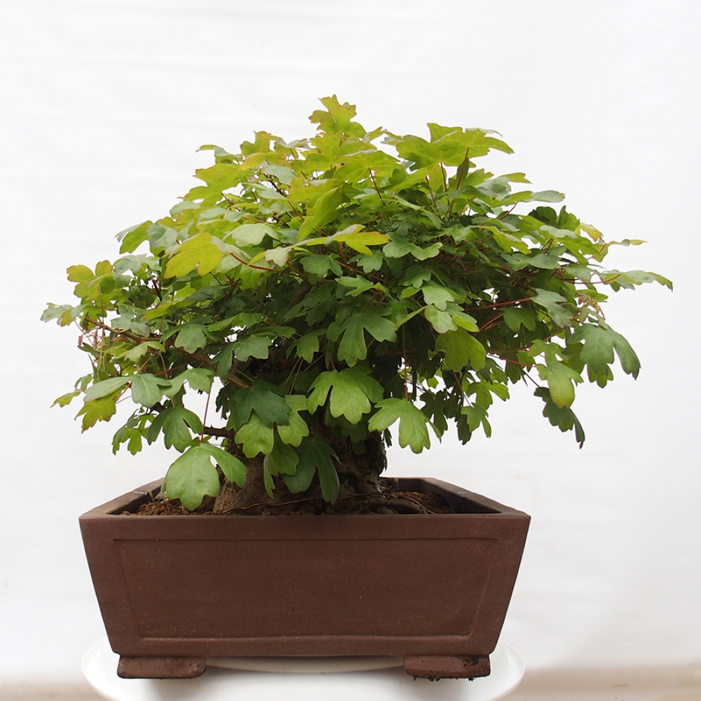 Outdoor bonsai - Baby maple - Acer campestre