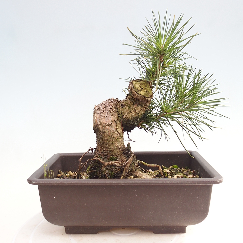 Outdoor bonsai - Pinus thunbergii - Thunberg pine