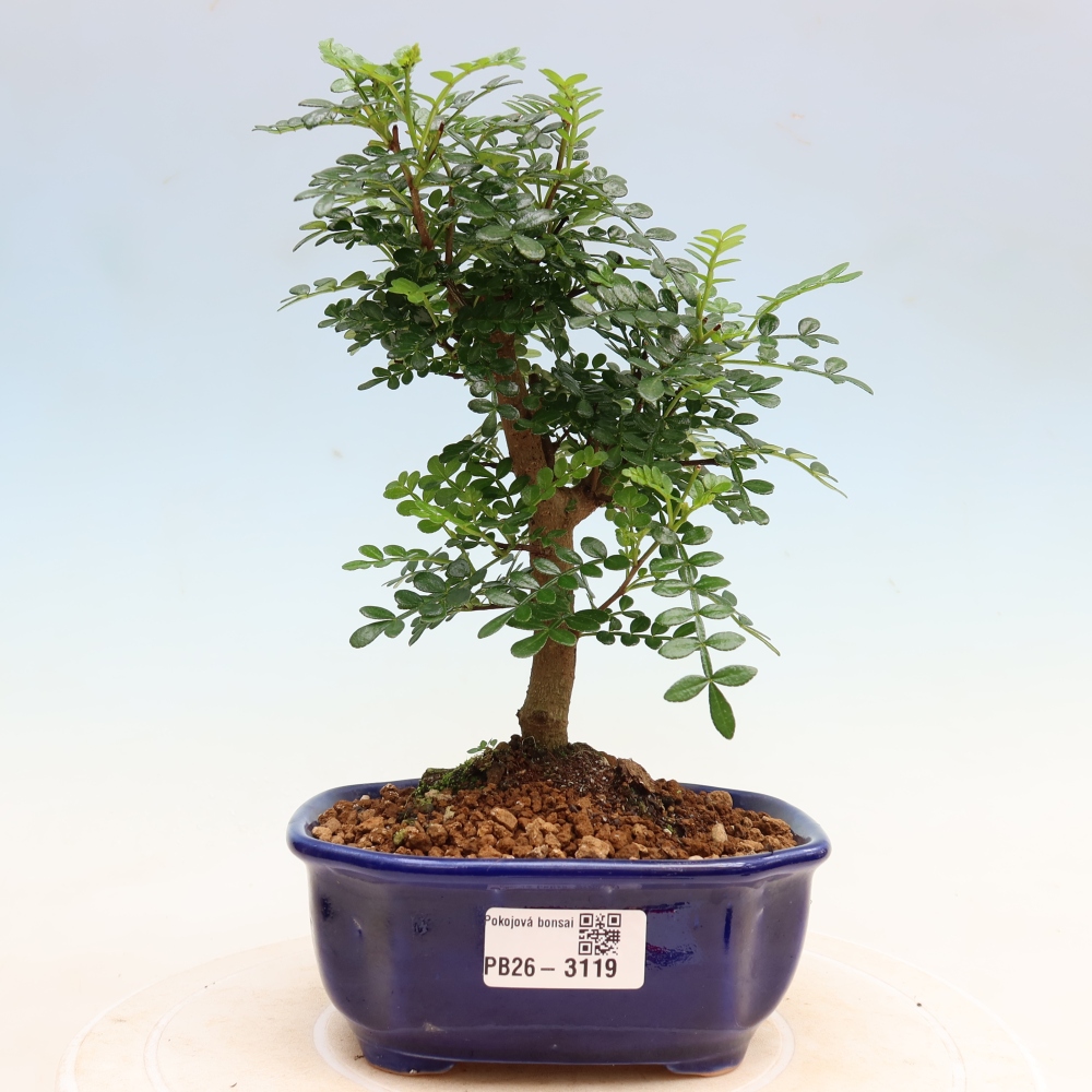 Room bonsai - Zantoxylum piperitum - pepper tree