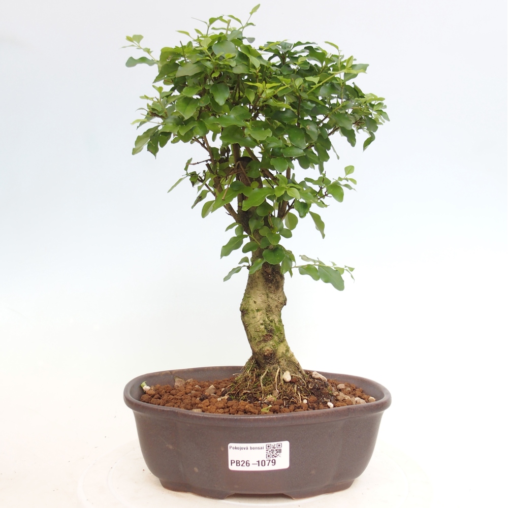 Room bonsai -Ligustrum chinensis - Birds Beak