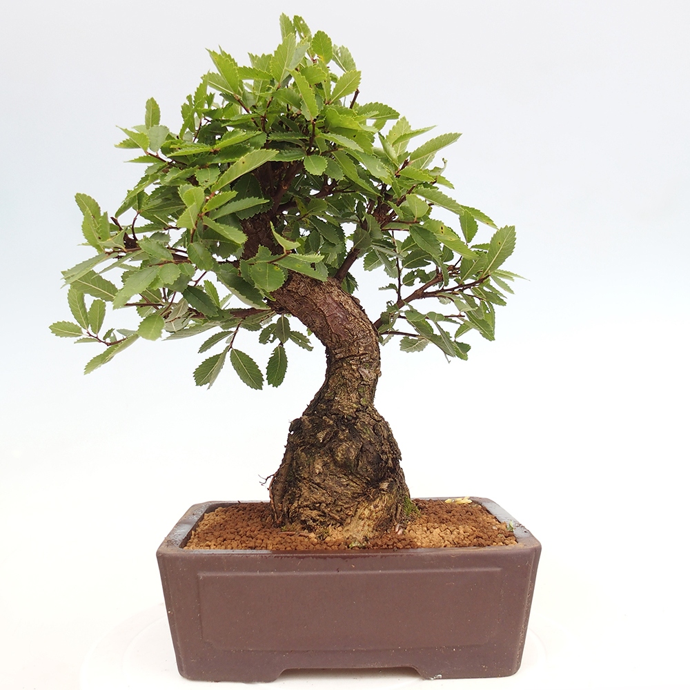 Outdoor bonsai - Zelkova - Zelkova serrata