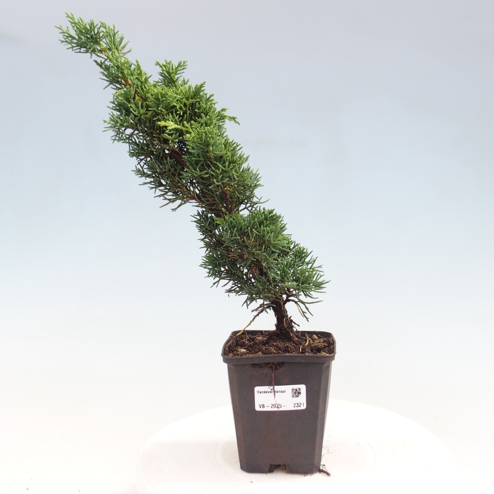 Outdoor bonsai - Juniperus chinensis Kishu - Chinese juniper