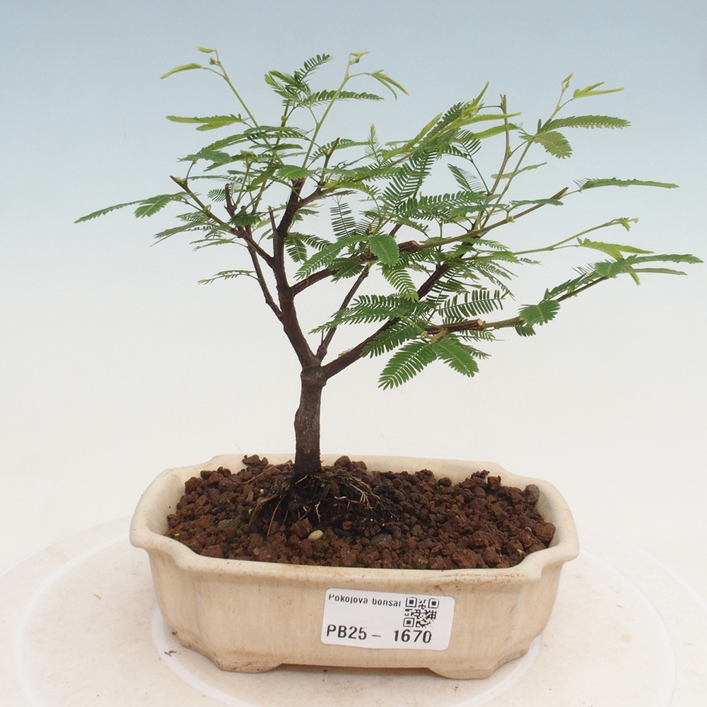 Room bonsai-Calliandra surinamensis Dixie Pink -Kaliandra of Suria
