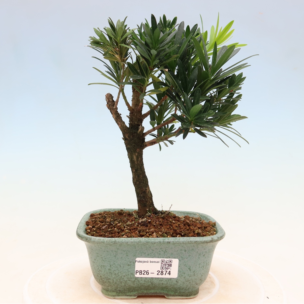 Room bonsai - Podocarpus - Stone Yew