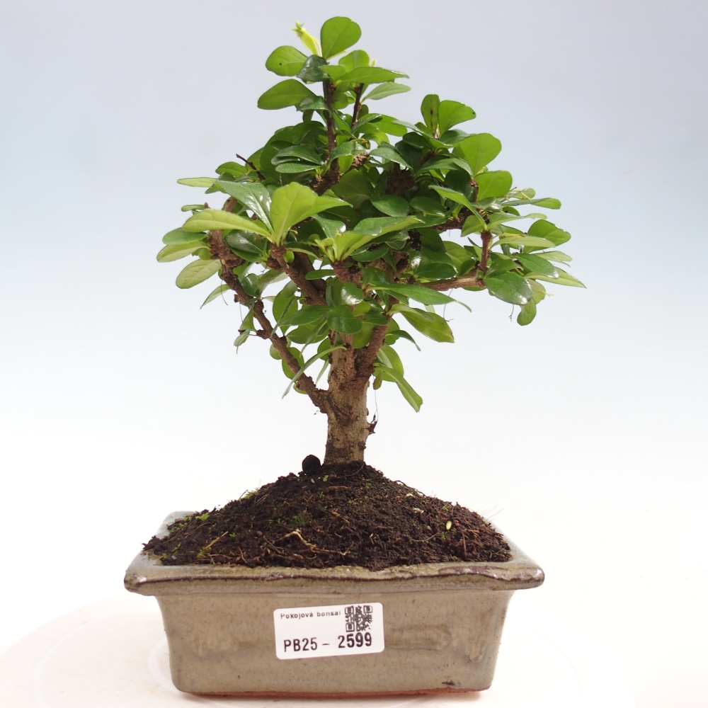 Indoor bonsai - Carmona macrophylla - Fuki tea