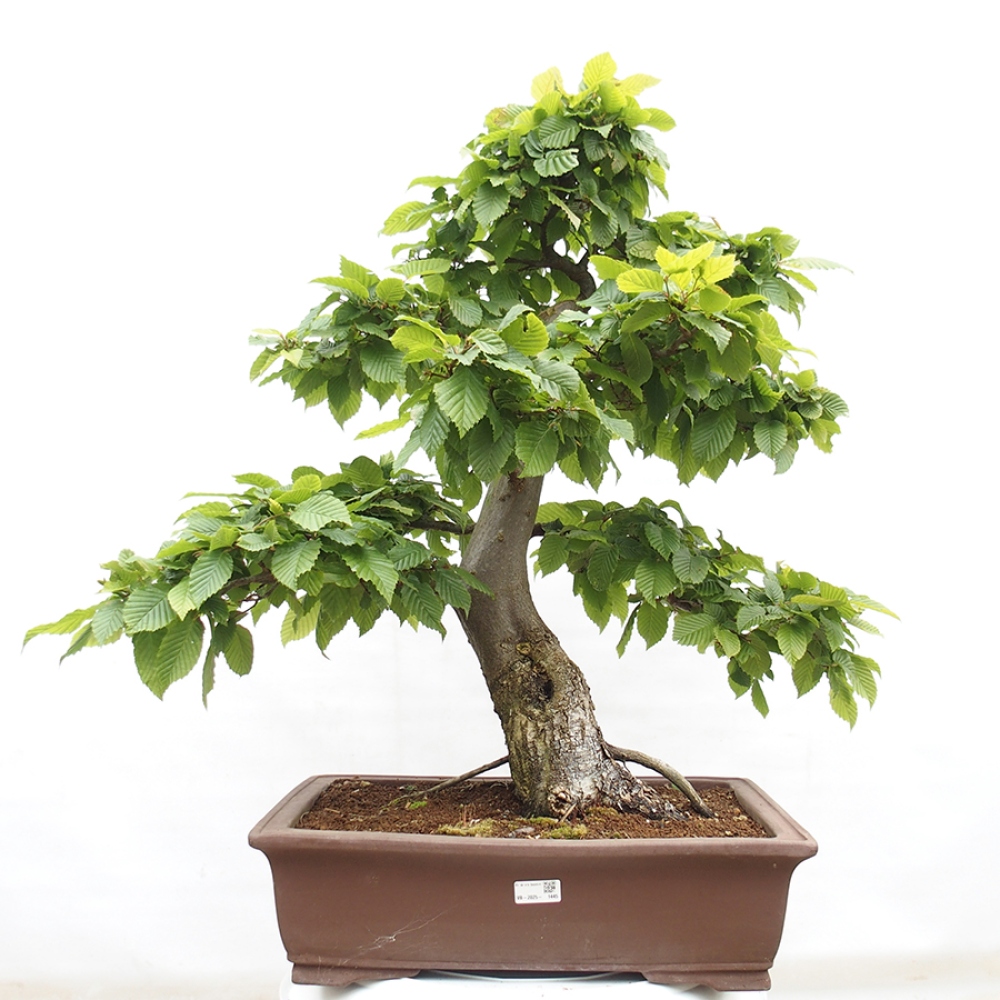 Outdoor bonsai - Hornbeam - Carpinus betulus