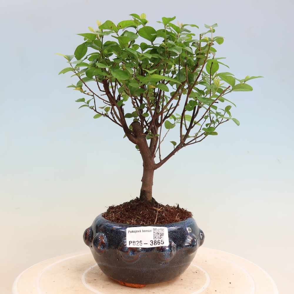 Room bonsai - Sageretia thea - Sageretia thea