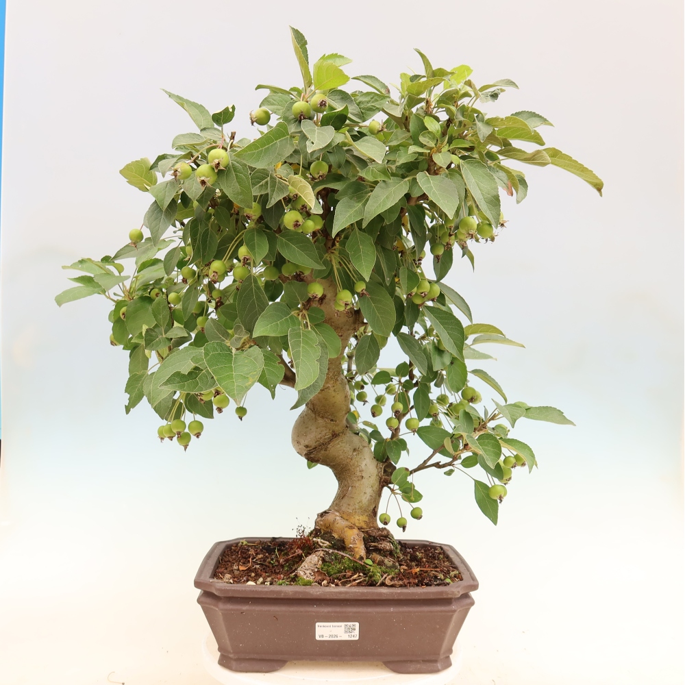 Outdoor bonsai -Malus halliana - Small-fruited apple tree