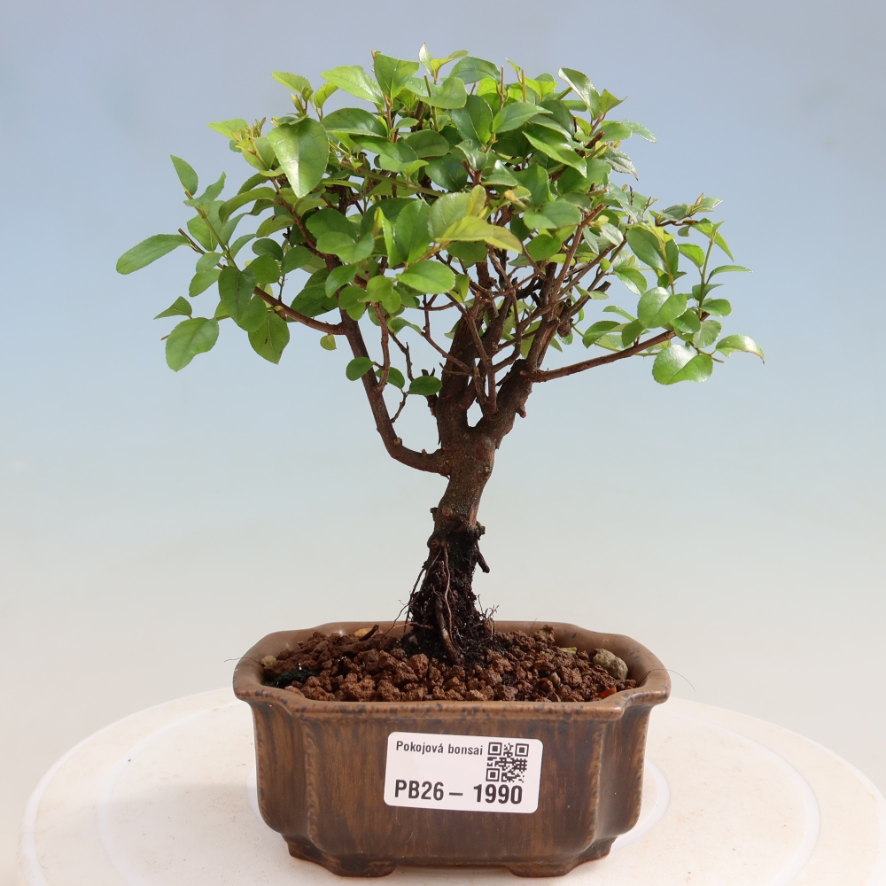 Room bonsai - Sageretia thea - Sageretia thea
