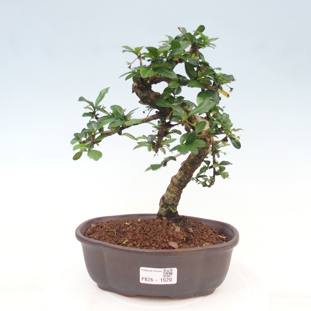 Room bonsai - Carmona macrophylla - Tea fuki