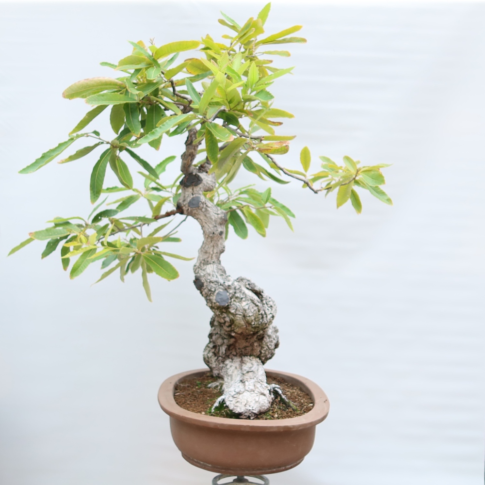 Outdoor Bonsai - Quercus castaneifolia  - Chestnut-leaved Oak