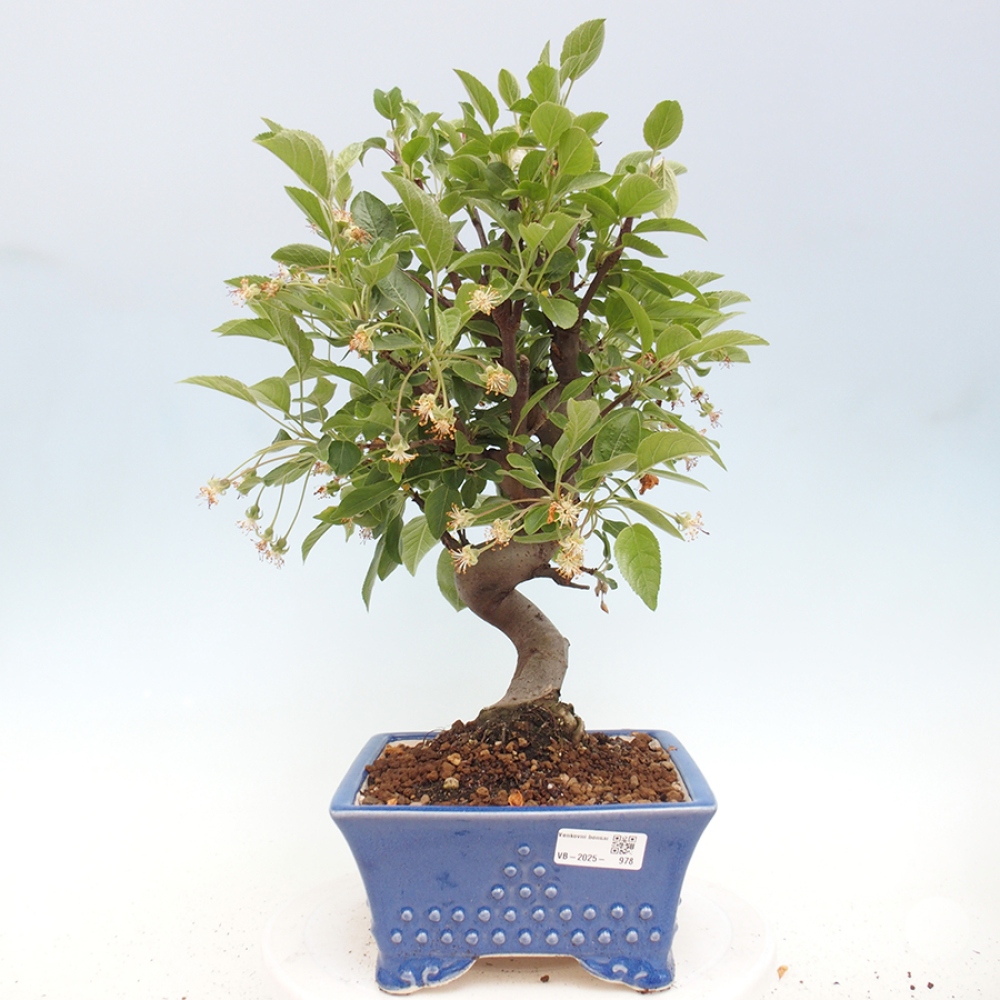 Outdoor bonsai - Malus halliana - Small-fruited apple tree