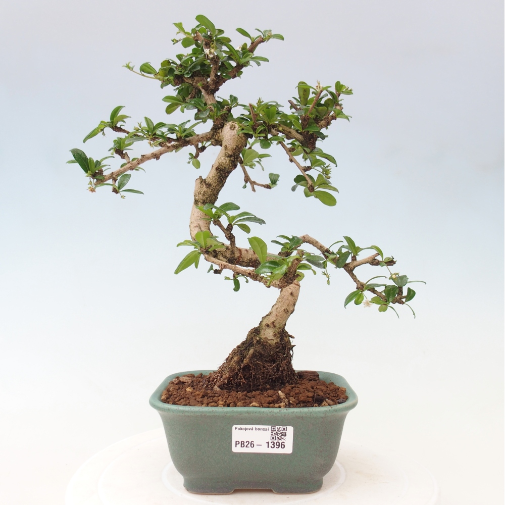 Room bonsai - Carmona macrophylla - Tea fuki