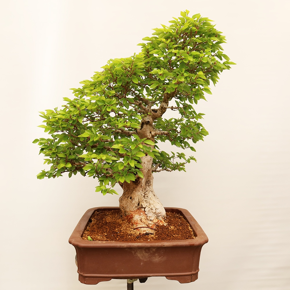 Outdoor bonsai - Carpinus Coreana - Korean hornbeam