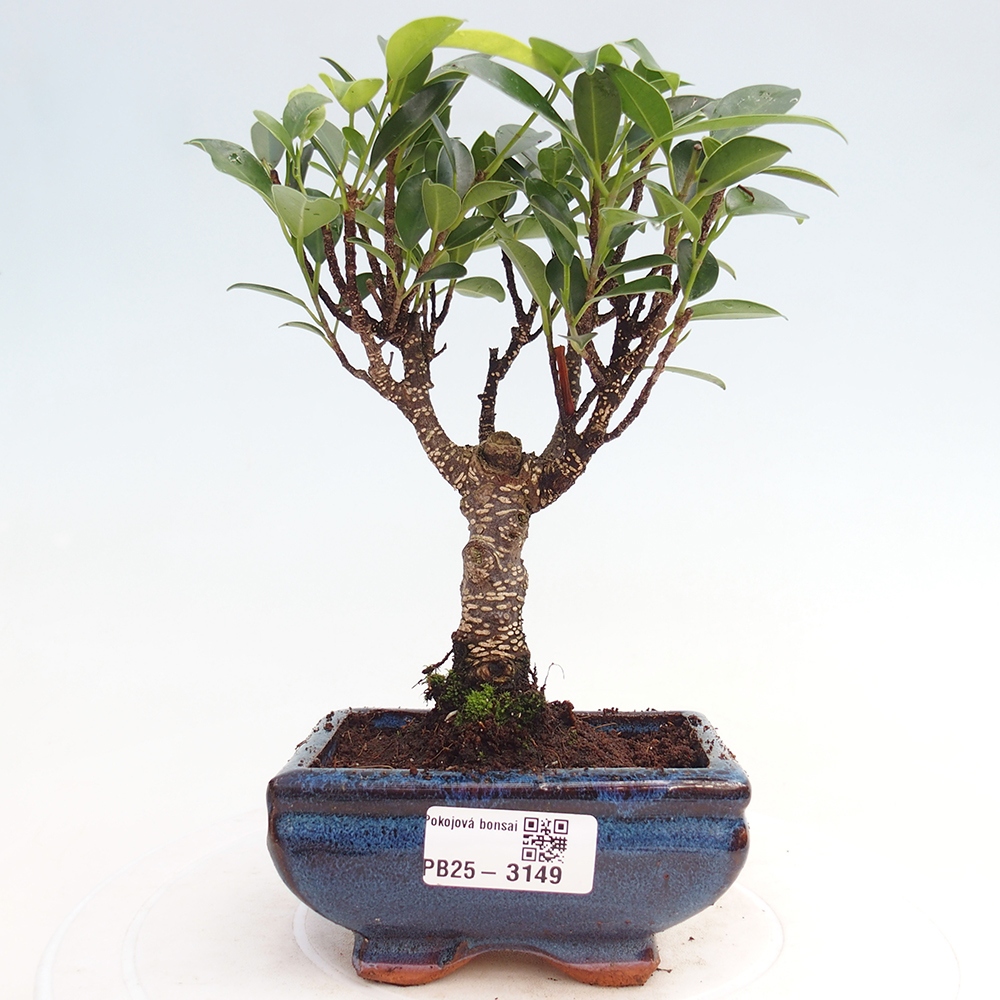 Room bonsai Ficus retusa kimmen