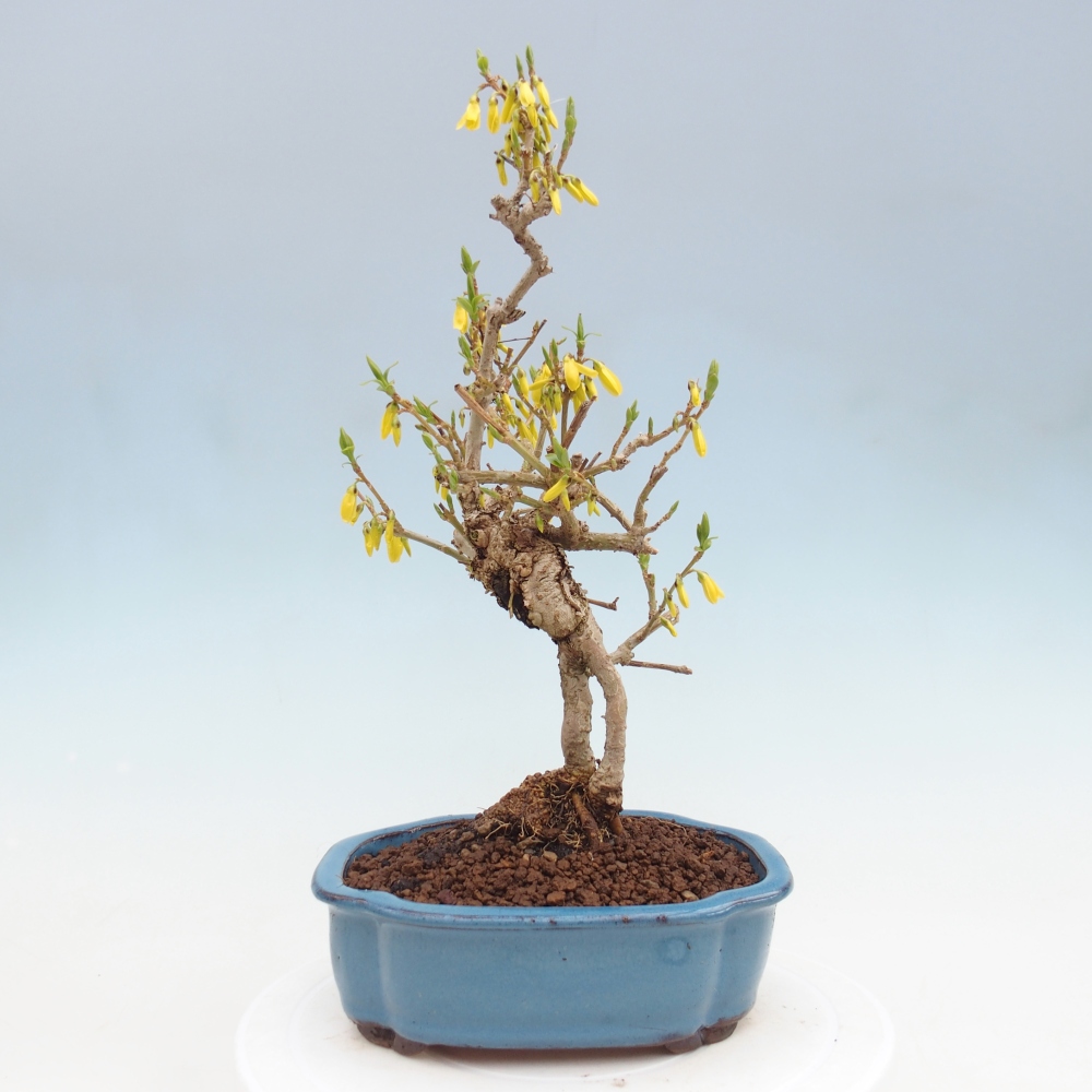Outdoor bonsai - Zlatice - Forsythia koreana