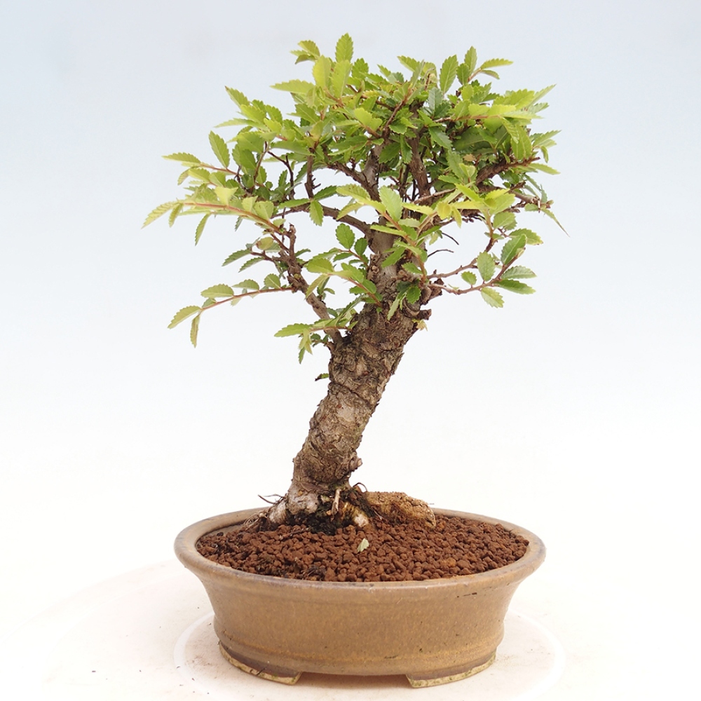 Outdoor bonsai - Zelkova - Zelkova NIRE