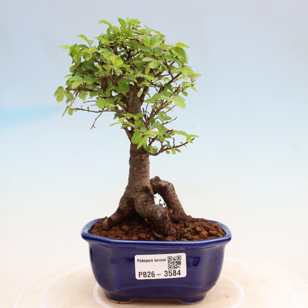 Room bonsai - Ulmus parvifolia - Small-leaved elm
