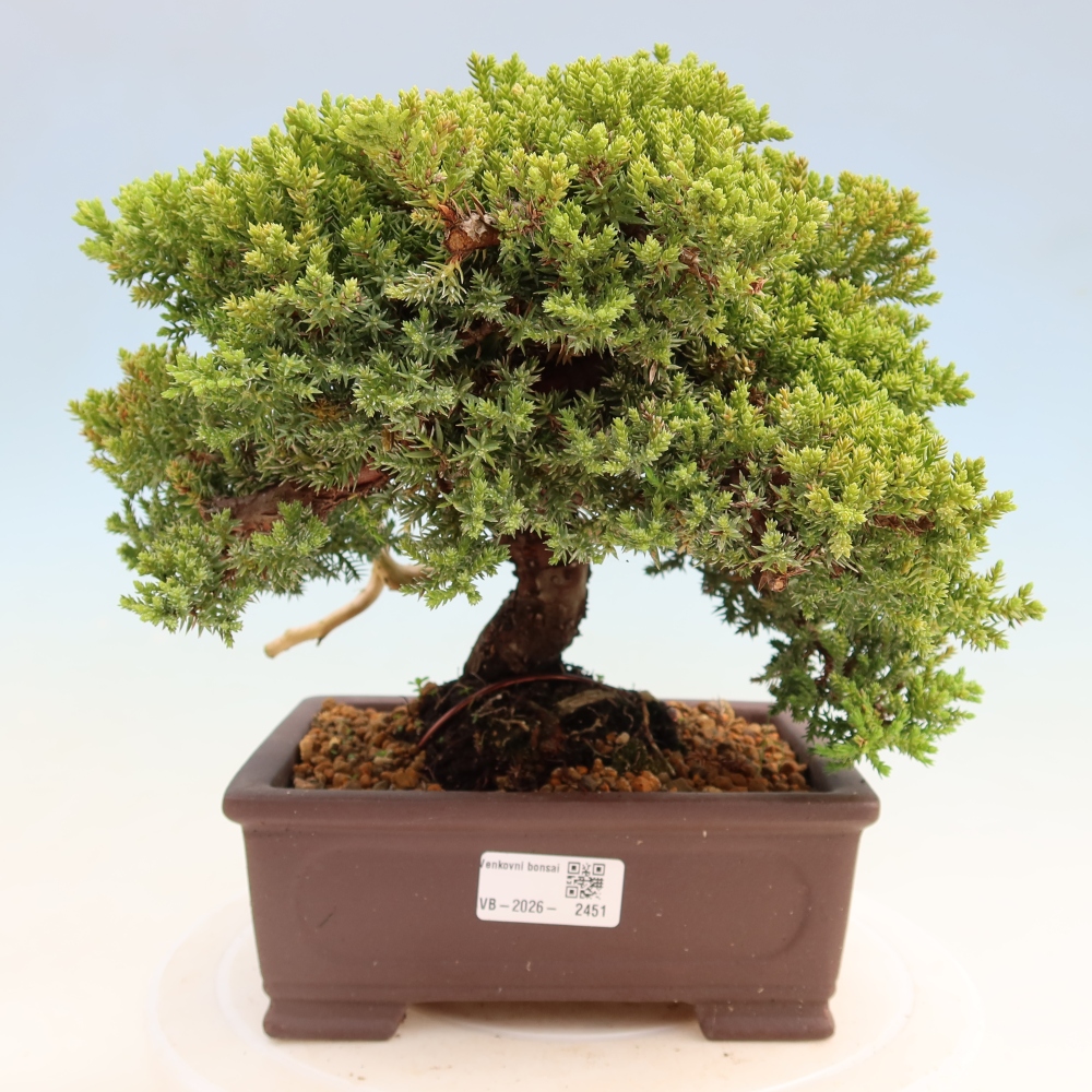 Outdoor Bonsai - Juniperus procumbens - Creeping Juniper
