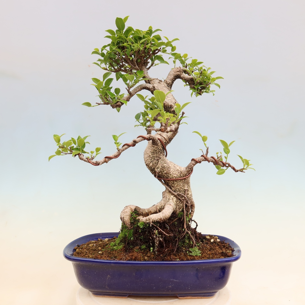 Room bonsai - Ficus kimmen - small-leaved ficus