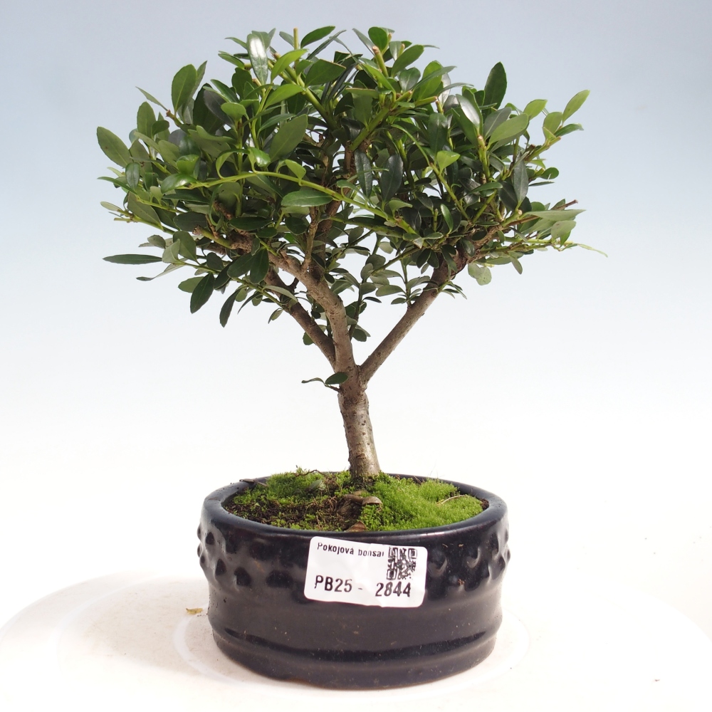 Indoor bonsai - Ilex crenata - Holly