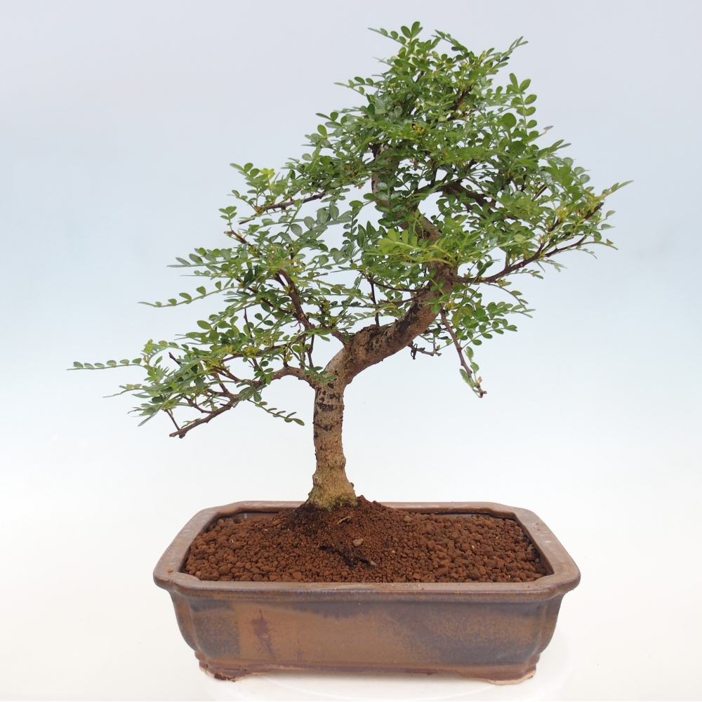 Indoor bonsai - Zantoxylum piperitum - pepper tree