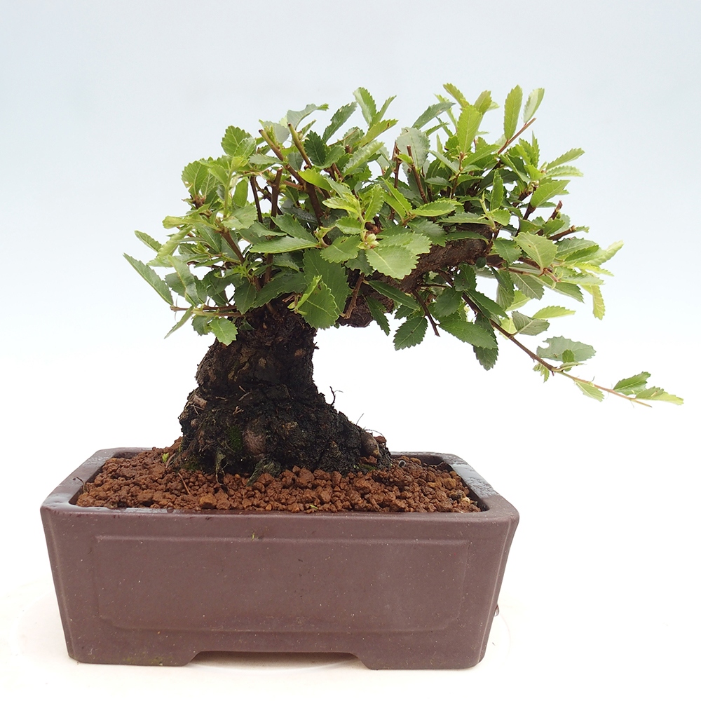 Outdoor bonsai - Zelkova - Zelkova NIRE