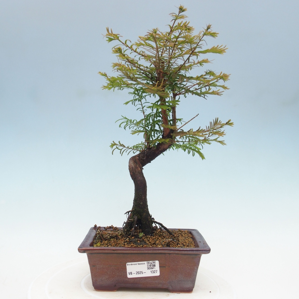 Outdoor bonsai - Metasequoia glyptostroboides - Chinese Metasequoia